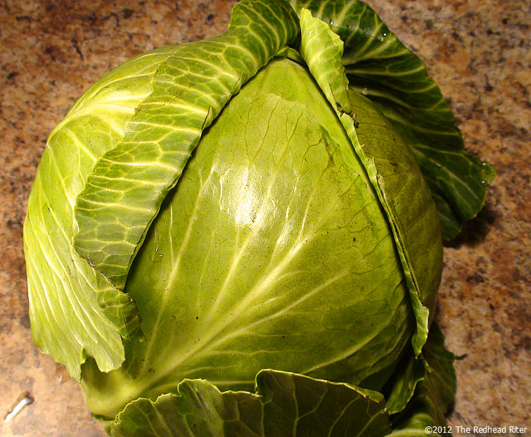 large head of cabbage