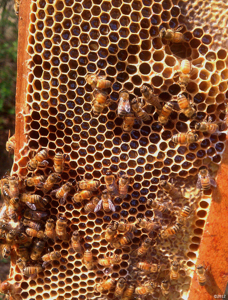Busy As A Bee filling a honeycomb