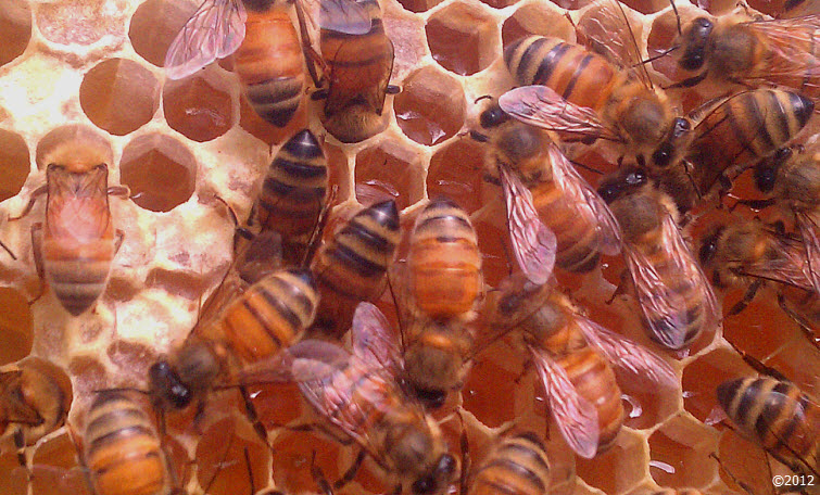 Busy as a bee buzzzzzzzz