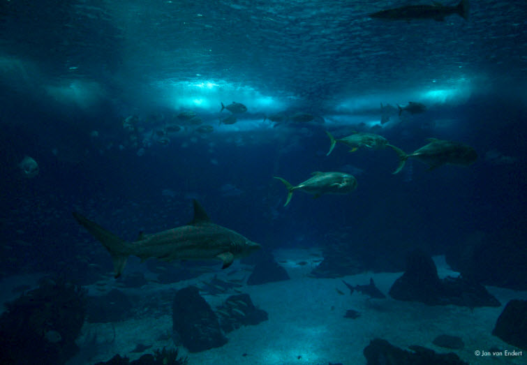 blue fish aquarium lighted wall