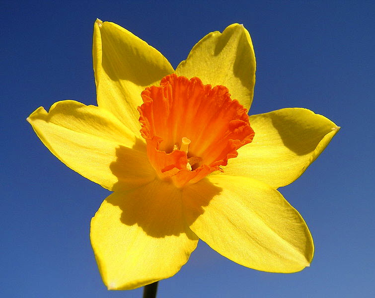 big yellow orange daffodil blue sky