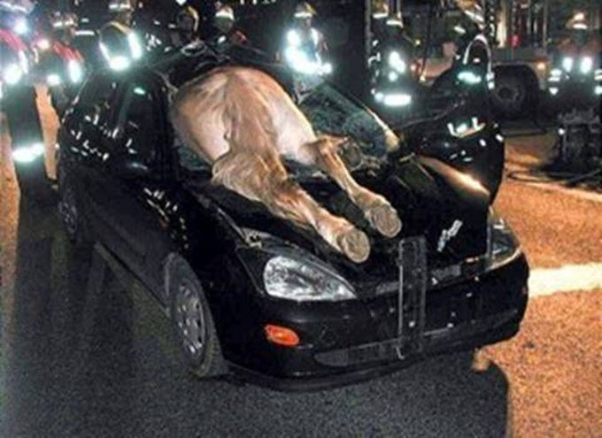 donkey crash through car windshield