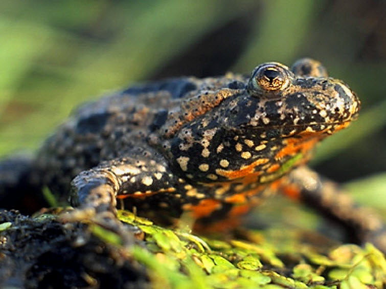 frog spotted black orange tan