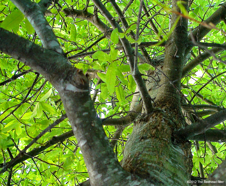 green leaves  rugged bark on tree 1