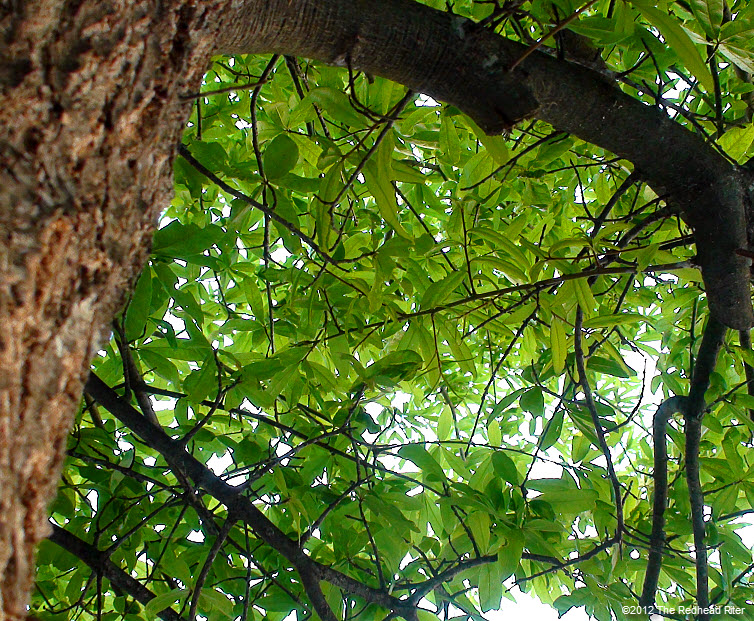 green leaves  rugged bark on tree 10