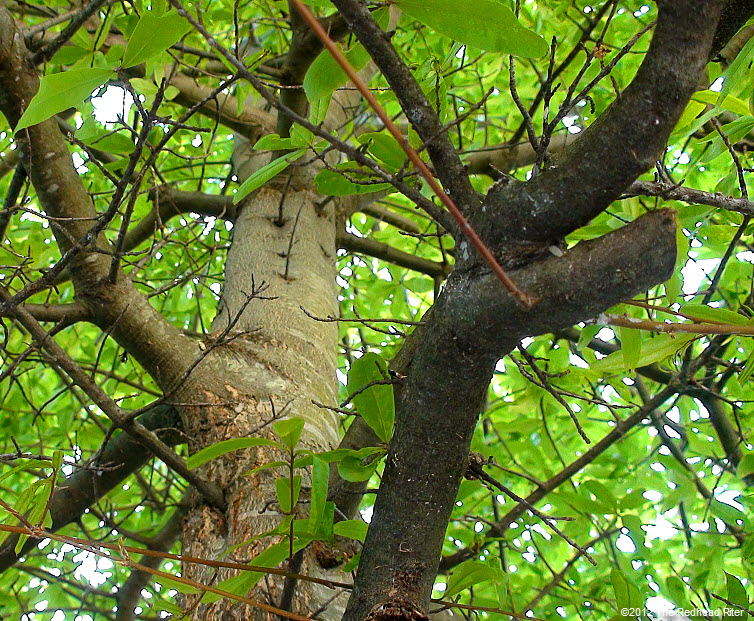 green leaves  rugged bark on tree 14