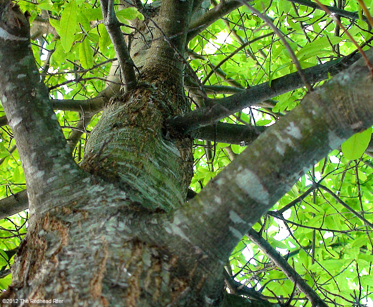 green leaves  rugged bark on tree 2