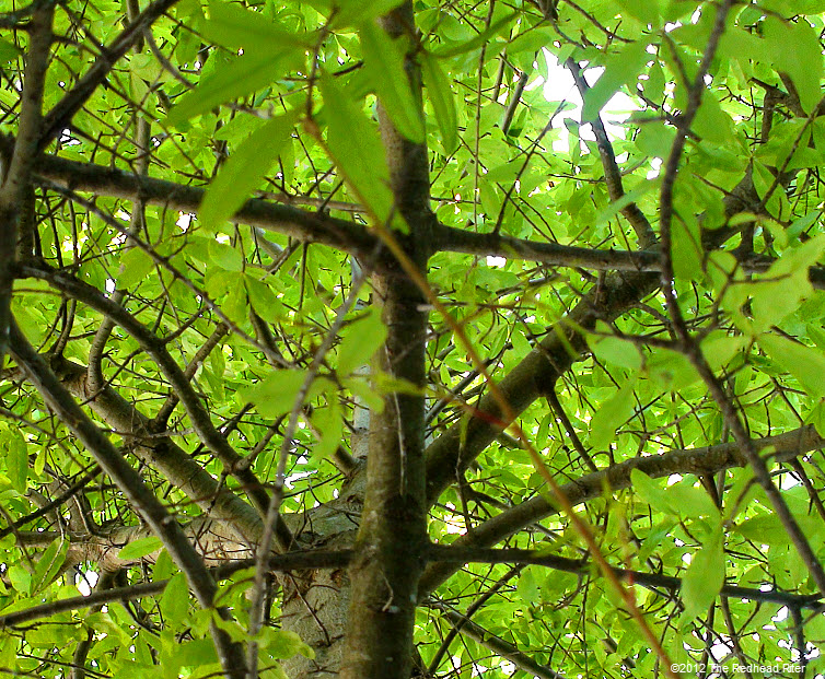 green leaves  rugged bark on tree 3