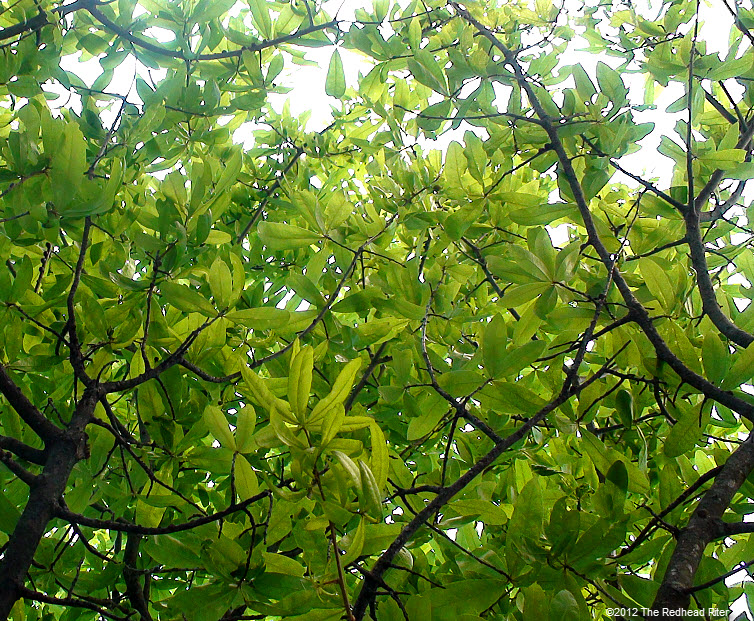 green leaves  rugged bark on tree 4