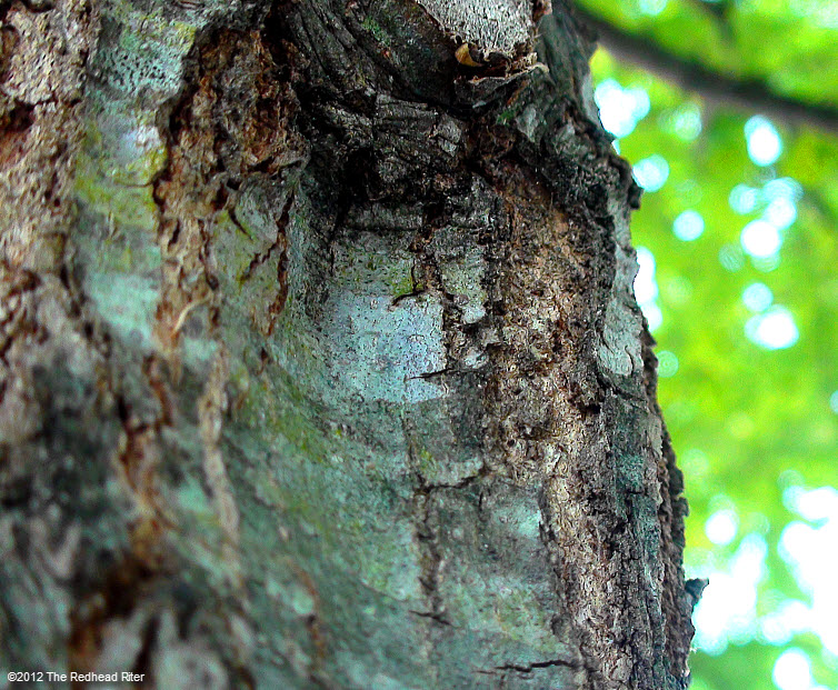 green leaves  rugged bark on tree 6