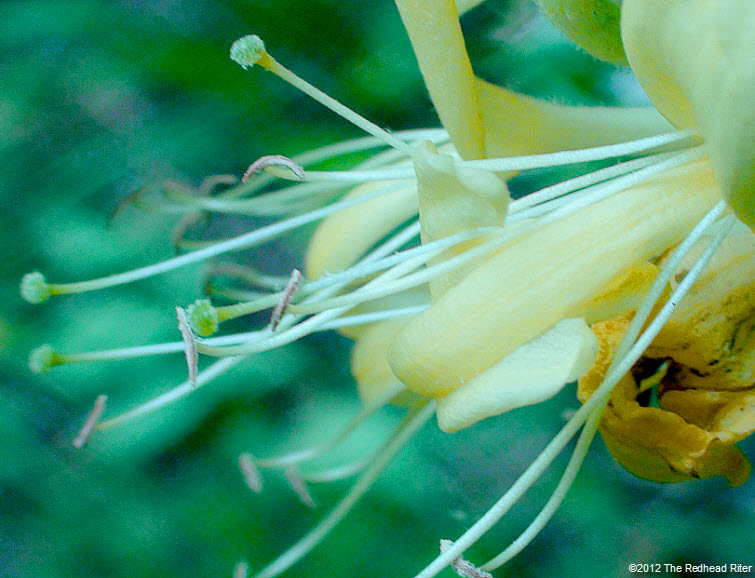 honeysuckles sweet yellow white 4