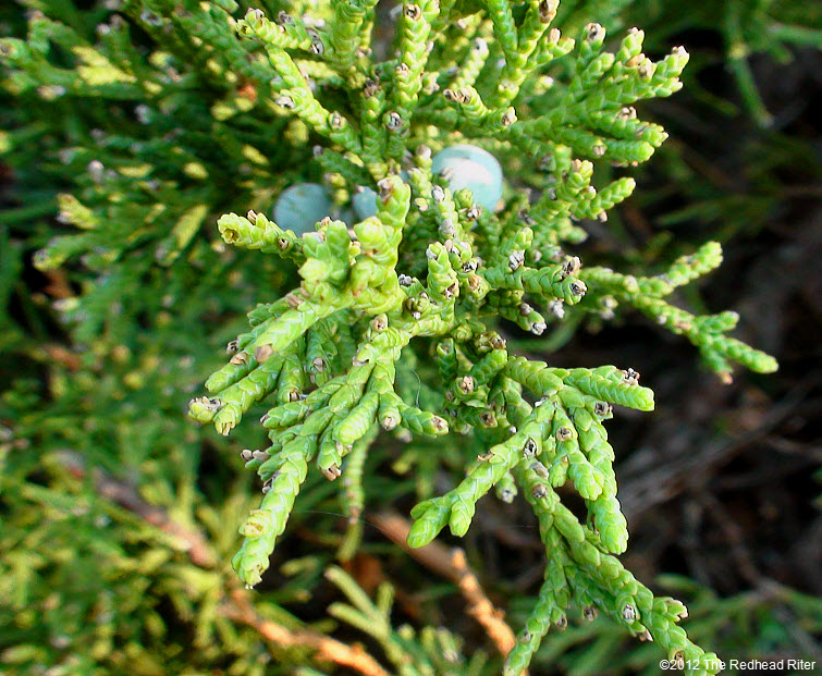large evergreen branch with berries