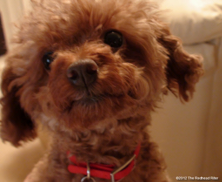 pure bred red toy poodle  2