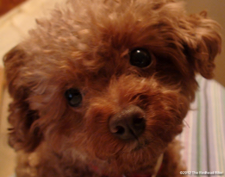 pure bred red toy poodle 4