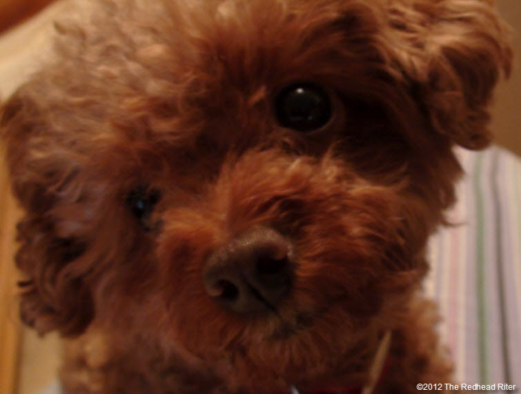 pure bred red toy poodle 5