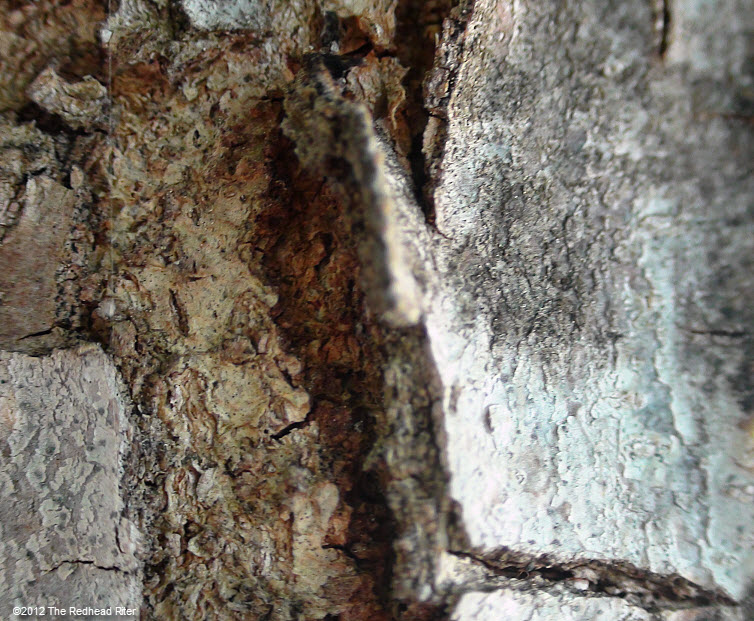 rugged faded bark on tree 12