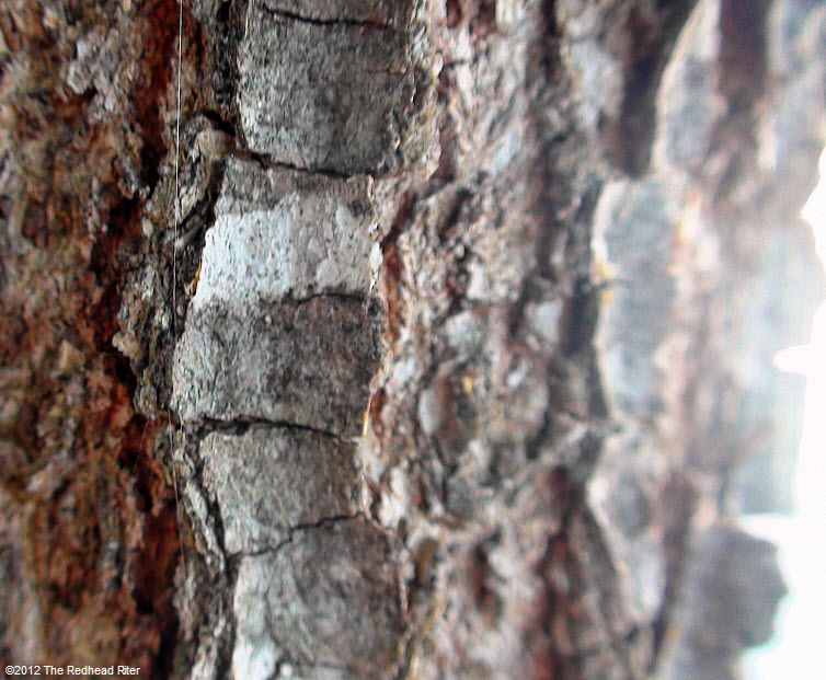 rugged  faded bark on tree 13