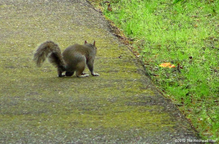 single squirrel walking on path