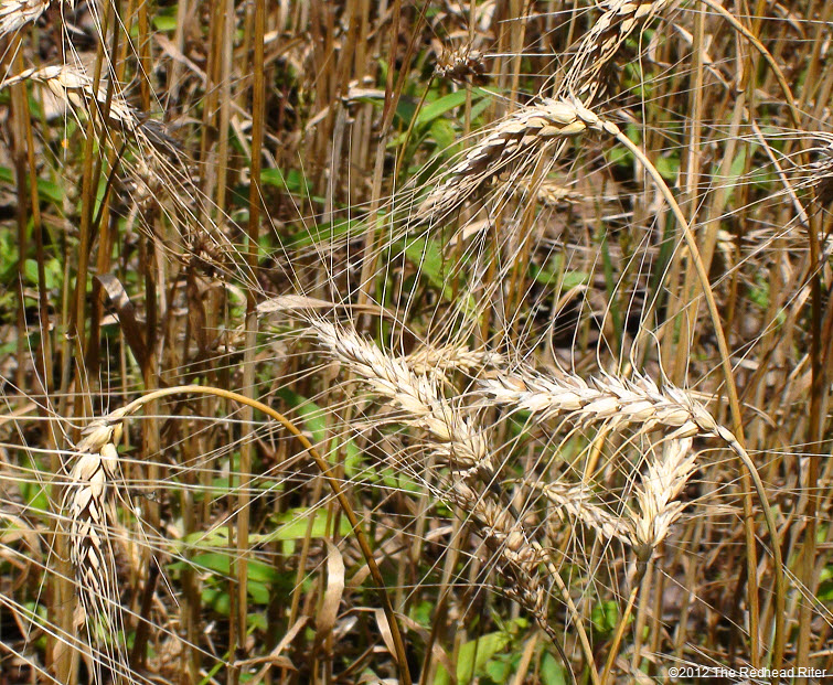 wheat reap what you sow 3