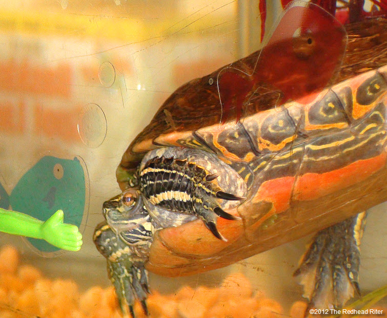 Turtle hiding head in shell