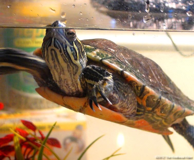 Turtle the painted turtle