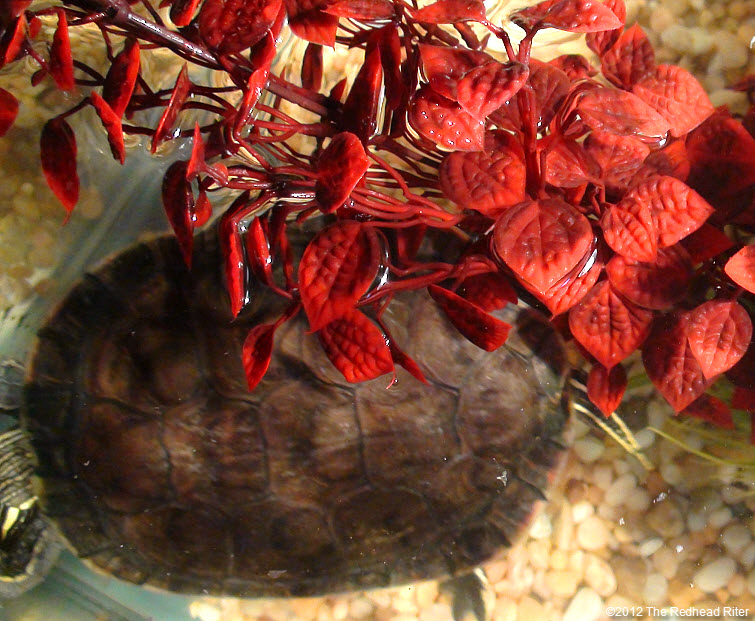 Turtles brown shell is clean