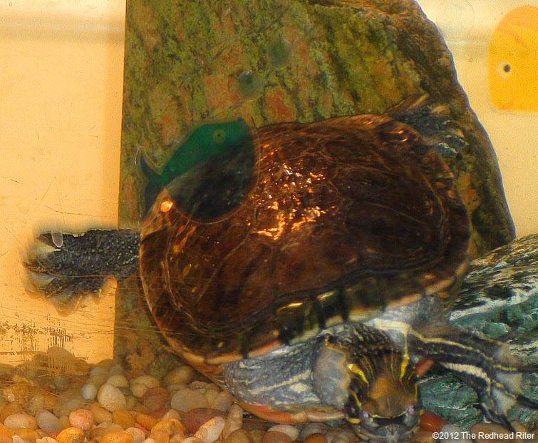 Turtles golden shell like freckles