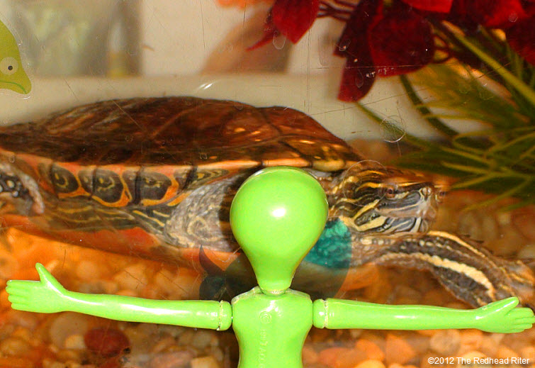 green alien staring at Turtle