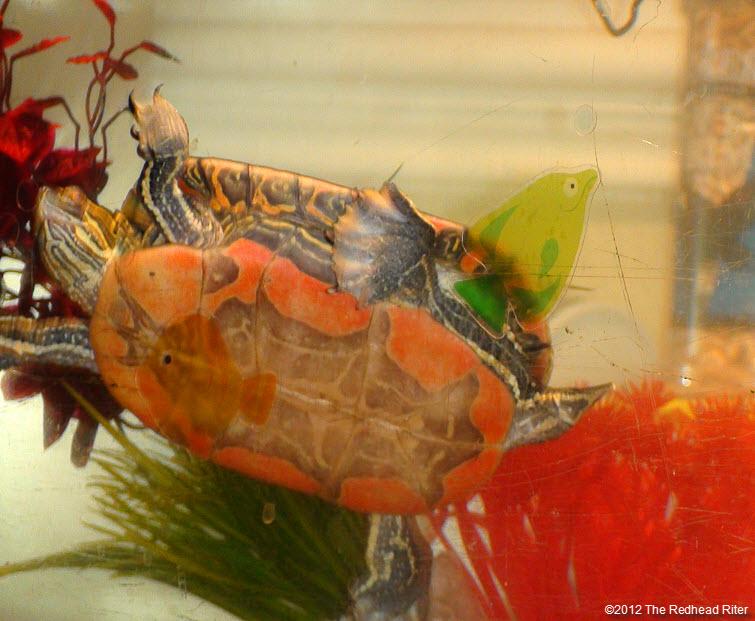 orange tummy on painted turtle swimming