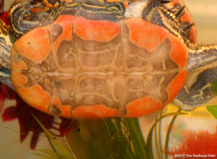 orange tummy on painted turtle