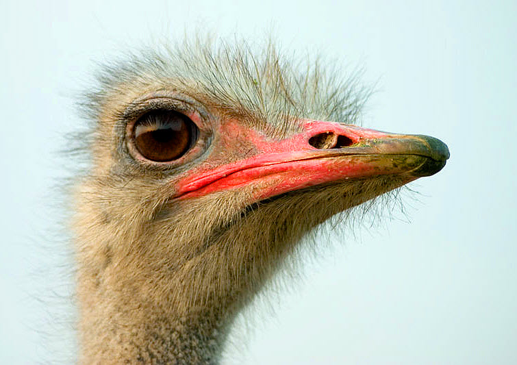 ostrich head pink beak big eye