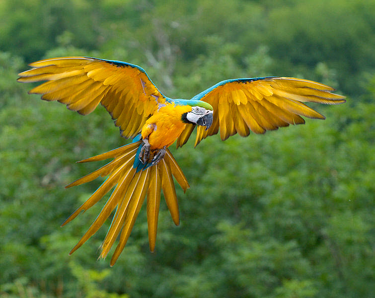 parrot Blue yellow Macaw flying