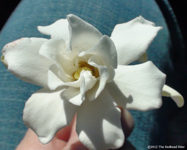 virginia white miniature gardenia flower 1