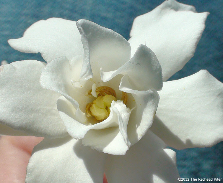 virginia white miniature gardenia flower 2
