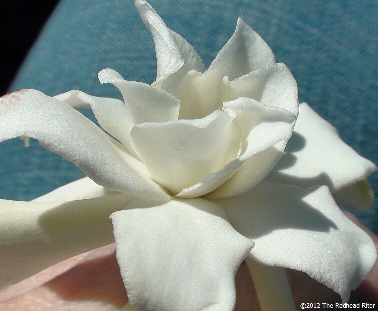 virginia white miniature gardenia flower 4