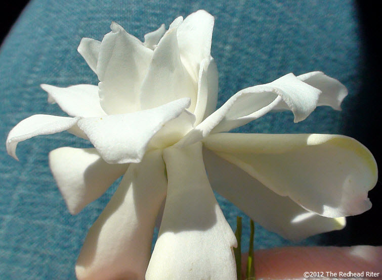 virginia white miniature gardenia flower 5