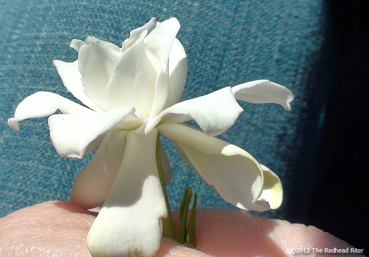 virginia white miniature gardenia flower 6
