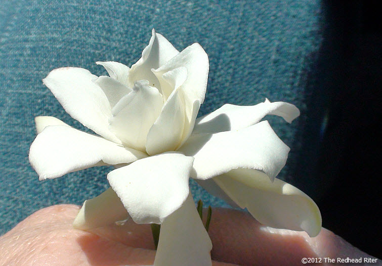 virginia white miniature gardenia flower 7