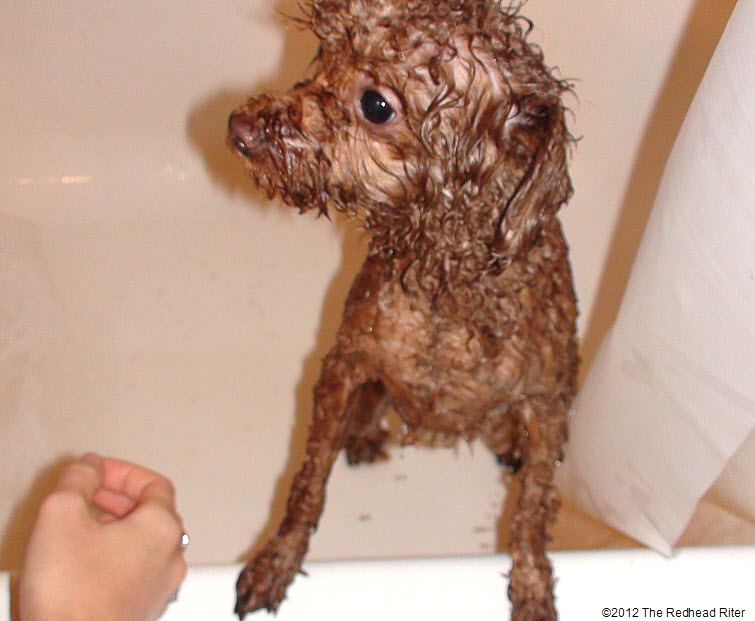 Bella red poodle bathtub bathing 1