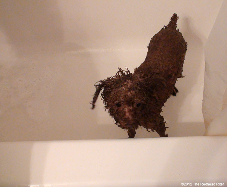 Bella red poodle bathtub bathing 2