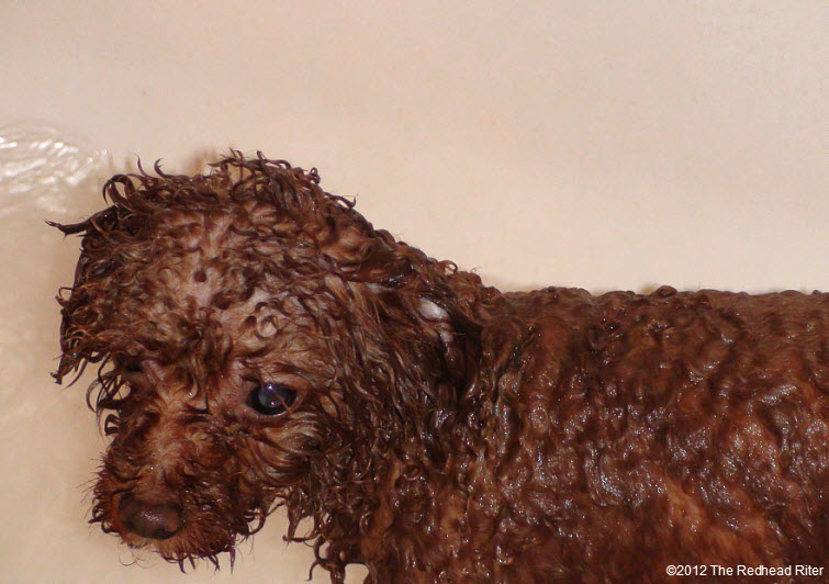 Bella red poodle bathtub bathing 4