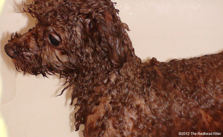 Bella red poodle bathtub bathing 5