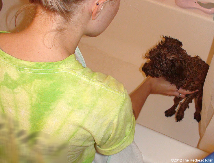 Bella red poodle bathtub bathing 7