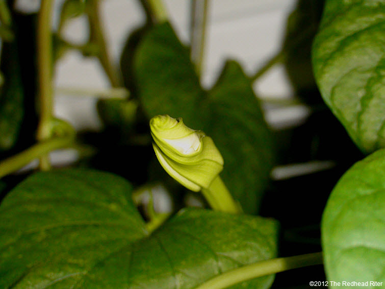 Moonflower blossom opens quickly overnight 3
