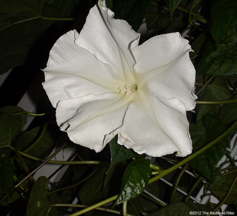 Moonflower large white fragrant blossom 1