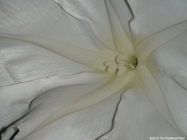 Moonflower large white fragrant blossom 2