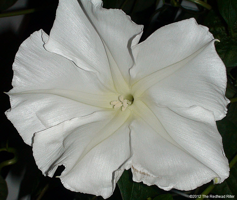 Moonflower large white fragrant blossom 3