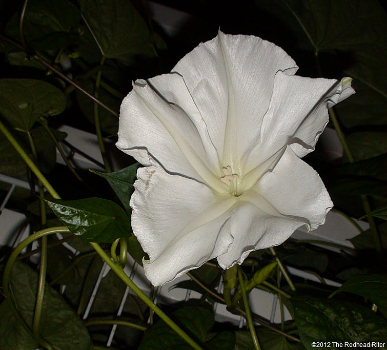 Moonflower large white fragrant blossom 5