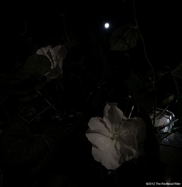 Moonflowers Glow In Moonlight 2