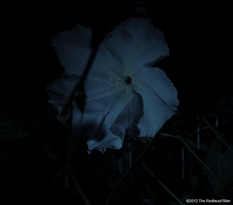 Moonflowers Glow In The Dark 1